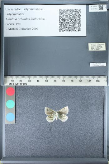 Media type: image;   Entomology 154861